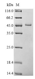 SDS-PAGE PGK1-1506C.jpg